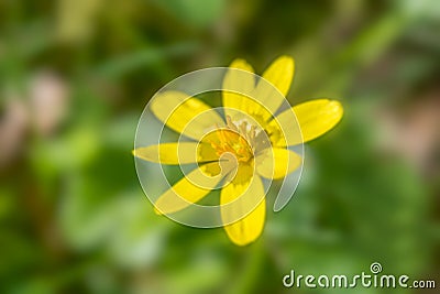 Lesser celandine flower Stock Photo