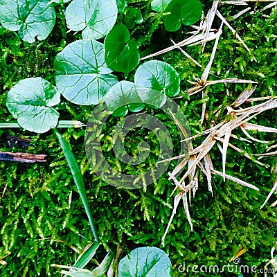 lesser celandine in green moss Stock Photo