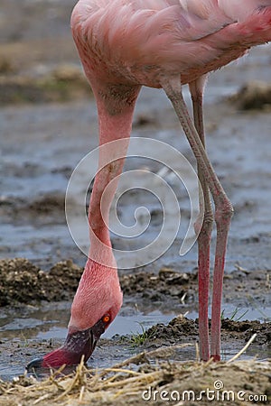 Lesser Flamingo Stock Photo