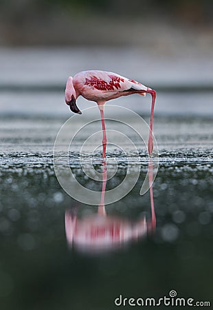 Lesser Flamingo, lake Bagoria, Kenya Stock Photo