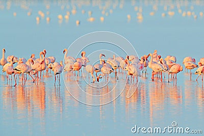 Lesser Flamingo, Phoeniconaias minor, flock of pink bird in the blue water. Wildlife scene from wild nature. Flock of flamingos Stock Photo