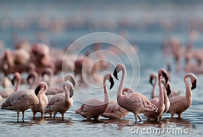 Lesser Flamingos at dawn, Bogoria lake Stock Photo