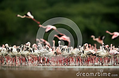 Lesser Flamingos flamingos at Bogoria lake, an eye level shot Stock Photo