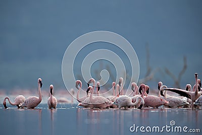 Lesser Flamingos at Lake Bagoria, a eye level shot Stock Photo