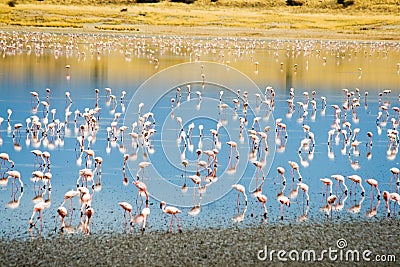 Lesser Flamingos at Lake Magadi in the Kenyan Rift Valley Stock Photo