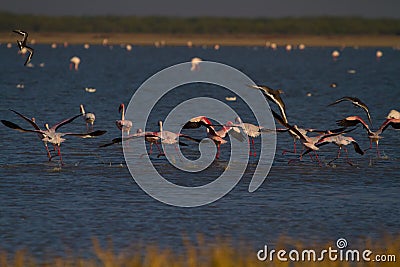 Lesser flamingos taking off from water Stock Photo