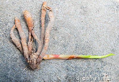 Lesser Galanga with Lesser Galanga leaf Stock Photo