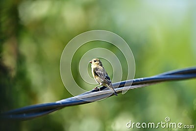 A Lesser Goldfinch on the Wire Stock Photo