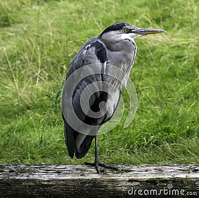 Lesser Grey Heron at the side of a UK canal Stock Photo