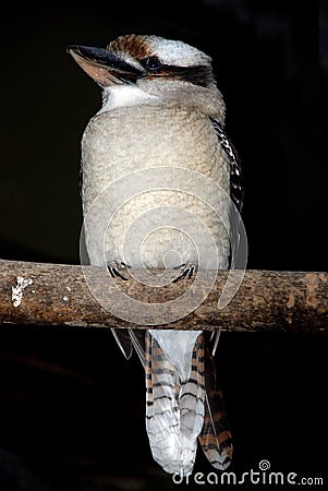 Lesser Grey Shrike bird Stock Photo