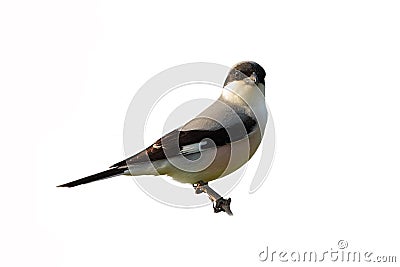 Lesser Grey Shrike (Lanius minor). Stock Photo