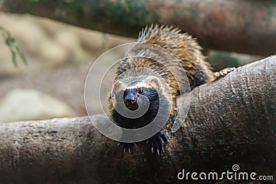 Lesser Grison - South American mustelid Stock Photo