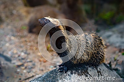 Lesser Grison - South American mustelid Stock Photo