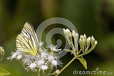 Lesser Gull butterfly Cepora nadina Stock Photo