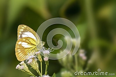 Lesser Gull butterfly Cepora nadina Stock Photo