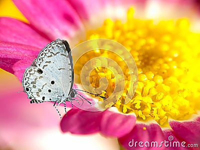 Lesser Gull Butterfly on Yellow Chrysanthemum Stock Photo