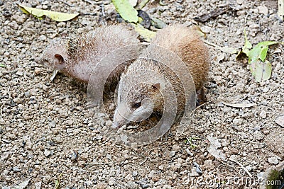 tailless tenrec (Tenrec ecaudatus) Stock Photo