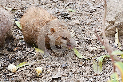 tailless tenrec (Tenrec ecaudatus) Stock Photo