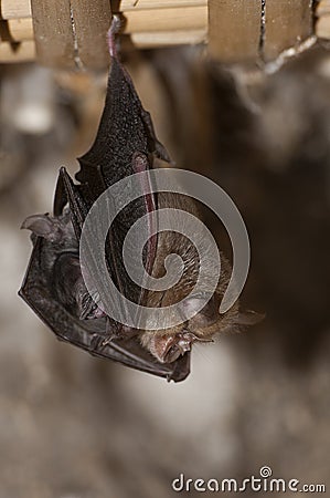 Lesser Horseshoe Bat with its young Rhinolophus hipposideros, Stock Photo