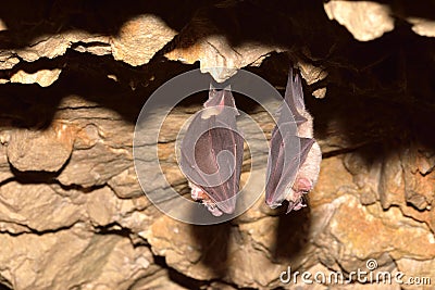 Lesser Horseshoe Bat Stock Photo
