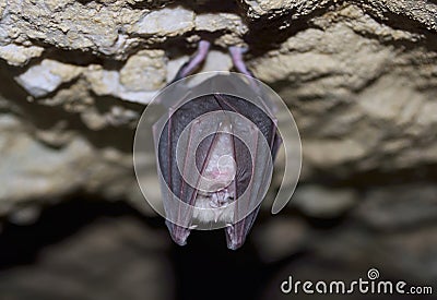 Lesser Horseshoe Bat (Rhinolophus hipposideros) Stock Photo