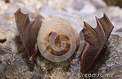 Lesser Horseshoe Bat (Rhinolophus hipposideros) Stock Photo