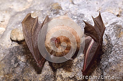 Lesser Horseshoe Bat (Rhinolophus hipposideros) Stock Photo