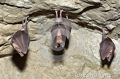 Lesser Horseshoe Bat (Rhinolophus hipposideros) Stock Photo