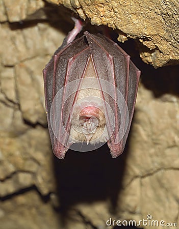 Lesser Horseshoe Bat (Rhinolophus hipposideros) Stock Photo