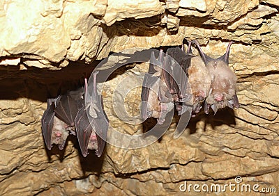 Lesser Horseshoe Bat (Rhinolophus hipposideros) Stock Photo