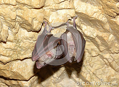 Lesser Horseshoe Bat (Rhinolophus hipposideros) Stock Photo