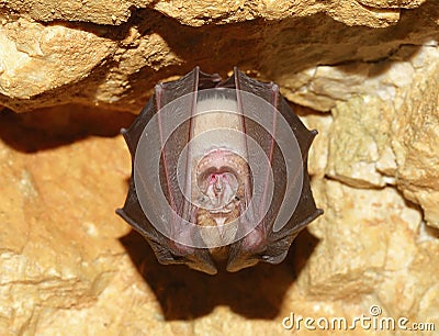 Lesser Horseshoe Bat (Rhinolophus hipposideros) Stock Photo