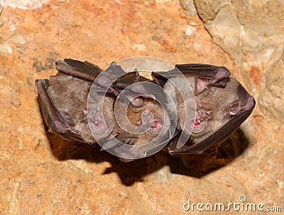 Lesser Horseshoe Bat Rhinolophus hipposideros Stock Photo