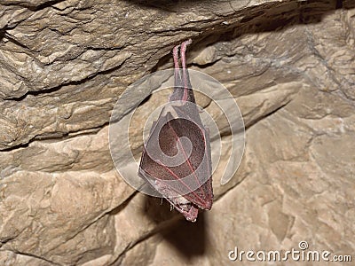 Lesser Horseshoe Bat Rhinolophus hipposideros in the cave Stock Photo
