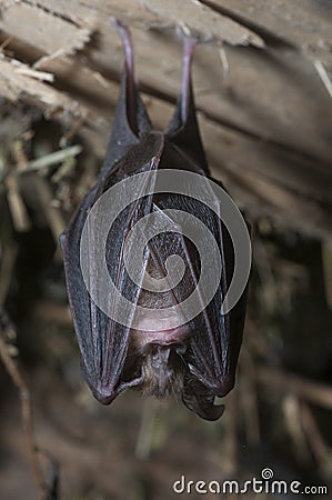 Lesser horseshoe bat Rhinolophus hipposideros, hanging, sleepi Stock Photo