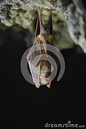 Lesser Horseshoe Bat Rhinolophus hipposideros hibernation Stock Photo