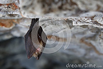 Lesser horseshoe bat, Rhinolophus hipposideros, in the nature cave habitat, Cesky kras, Czech. Underground animal sitting on stone Stock Photo