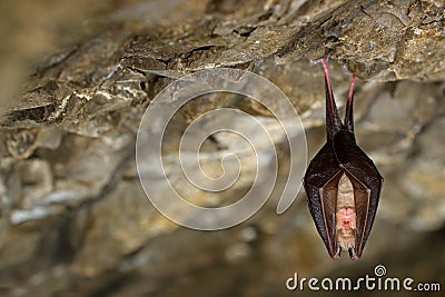 Lesser horseshoe bat, Rhinolophus hipposideros, in the nature cave habitat, Cesky kras, Czech. Underground animal sitting on stone Stock Photo