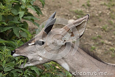 Lesser kudu Stock Photo