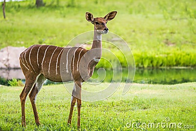 Lesser kudu from Africa Stock Photo