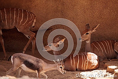 Lesser Kudu called Tragelaphus imberbis Stock Photo