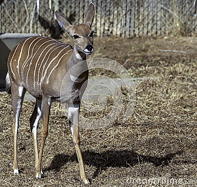 Lesser Kudu Tragelaphus Imberbis in Denver Zoo Stock Photo