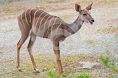 Lesser Kudu Tragelaphus Imberbis, small antelope Stock Photo