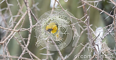 Lesser Masked Weaver Ploceus intermedius Weaving a Nest Stock Photo