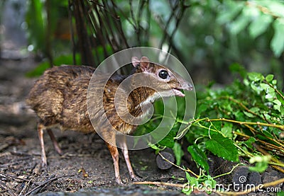 Lesser Mouse Deer Stock Photo