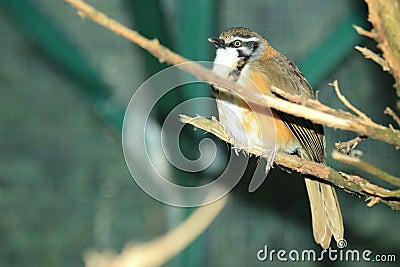 Lesser necklaced laughingthrush Stock Photo