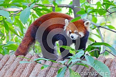 Lesser panda standing on a wooden roof Stock Photo