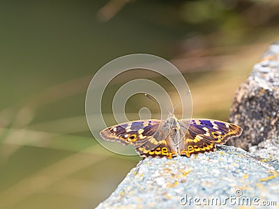 Lesser purple emperor butterfly Apatura ilia Stock Photo