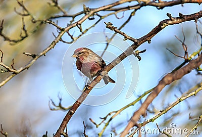 The lesser redpoll in early spring Stock Photo