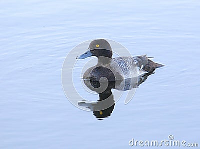 Lesser Scaup Stock Photo